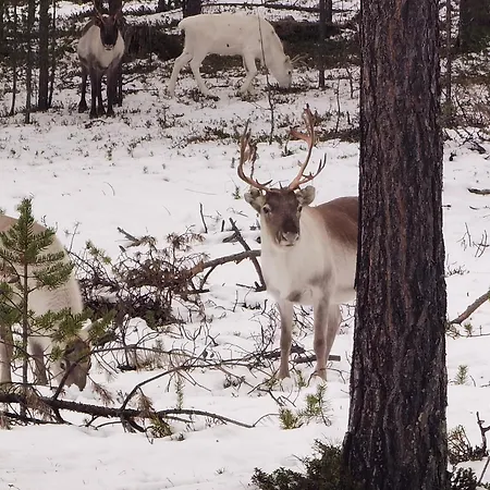 Karhukumpu Apartment Ivalo