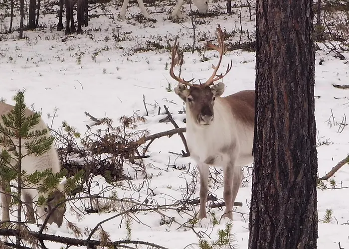 Karhukumpu Апартаменты Ивало